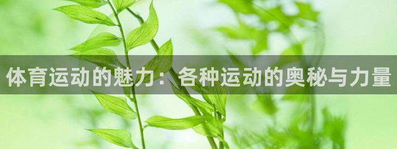 利记官方正版app集团E.ON：体育运动的魅力：各种